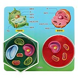 세포만들기/5인용