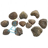 조개화석12개세트/조개12종화석표본