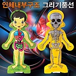 인체내부구조그리기풍선/컬러룬3D인체색칠풍선/1인용