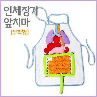 인체장기 앞치마/부착형