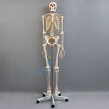 인체골격모형/170일반