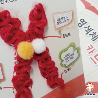 염색체카드/1인용