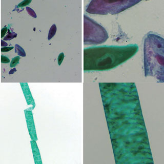 짚신벌레해캄프레파라트/영구프레파라트/2종1조