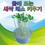 물에뜨는새싹채소키우기/10인용