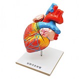 심장구조모형/심장해부모형