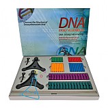 DNA모형세트/DNA이중나선구조입체모형