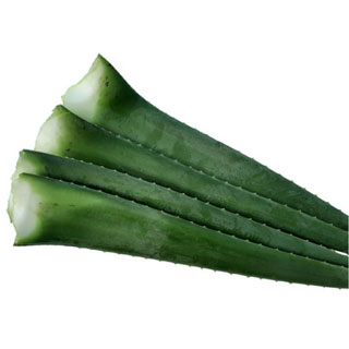 알로에잎/2kg(약3~4개)