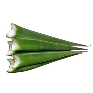 알로에잎/3kg(약3~5개)
