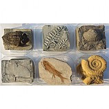 교과서화석6종세트