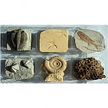 동물화석6종세트