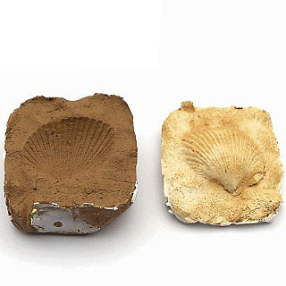 조개화석만들기/2인용/아이스크림