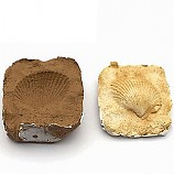 조개화석만들기(2인용)/아이스크림