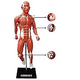 인체근육전신모형/고무제