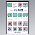 체세포분열/판넬,액자