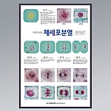 체세포분열/판넬,액자