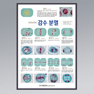 감수분열/판넬,액자