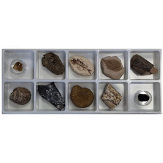 초등화석10종/천재교과서(정용재)