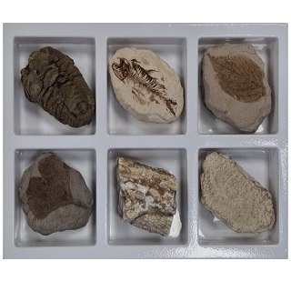 초등화석6종/지학사