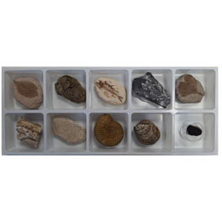 초등화석10종/지학사