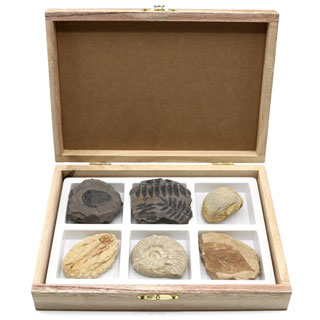 초등화석6종/A형