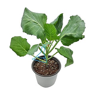 배추흰나비먹이/케일모종/1개