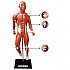 인체근육전식모형/고무제/800*310*300mm
