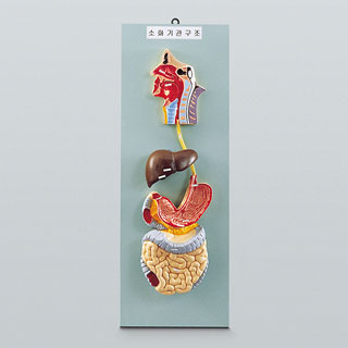 소화기관모형/소화기관구조