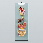 소화기관모형/소화기관구조