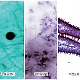 여러가지곰팡이프레파라트/영구프레파라트/3종1조